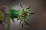 Rugel's Indianplantain <BR>Rugel's ragwort